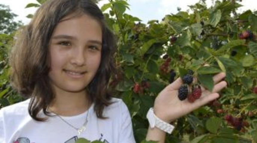 Alaplı'da b&ouml;ğ&uuml;rlen tarımı yapılıyor