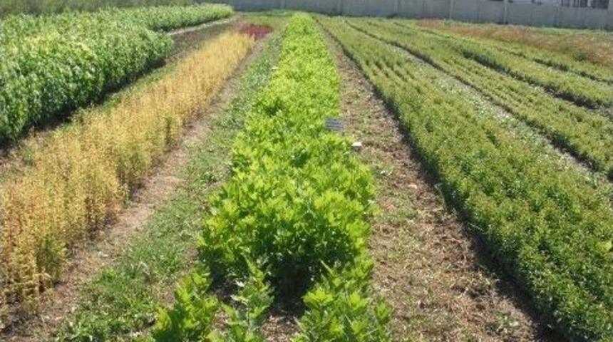 Bursa'da Klonlanan Çınarlar Yeşermeye Başladı