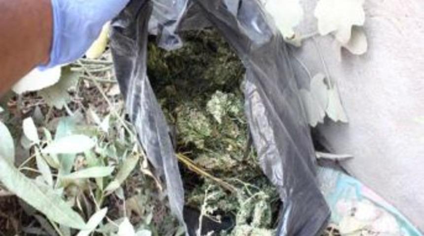 Muş&rsquo;ta 26 Bin 600 K&ouml;k Hint Keneviri Ele Ge&ccedil;irildi