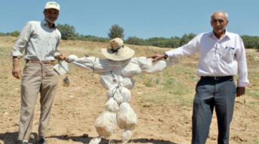 Devletin Koruduğu Domuzlar &Ccedil;ivril&rsquo;in K&ouml;ylerinde Tarlada Mahsul Bırakmıyor
