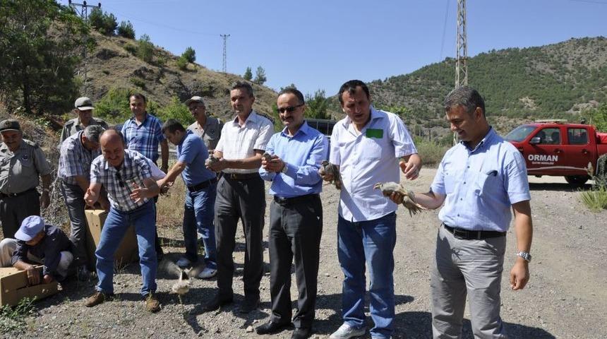 Amasya&rsquo;da Doğaya 700 Adet Keklik Bırakıldı