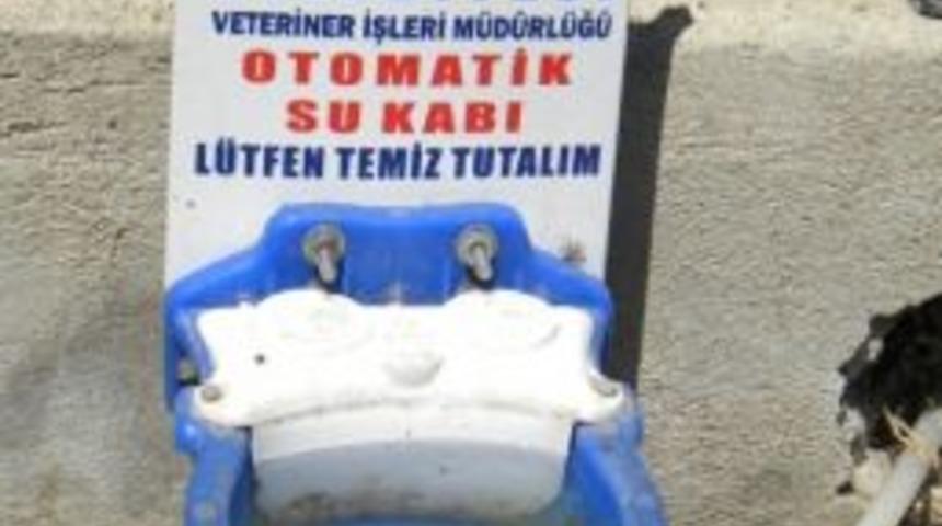 Sokak Hayvanları İ&ccedil;in Suluk