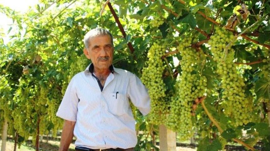 Sarıg&ouml;l&rsquo;de &Uuml;z&uuml;m &Ccedil;eşitlerine &Ouml;zendirme.