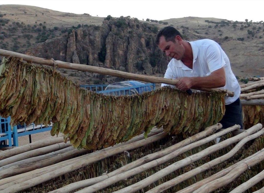 Meşhur Ğurs T&uuml;t&uuml;n&uuml; &Uuml;reticisi, Ka&ccedil;ak Sigara Nedeniyle Zor G&uuml;nler Ge&ccedil;iriyor