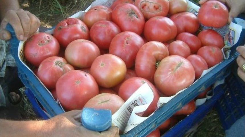 Bir &Ccedil;ift&ccedil;inin Ektiği Pembe Domates İlgi G&ouml;rd&uuml;