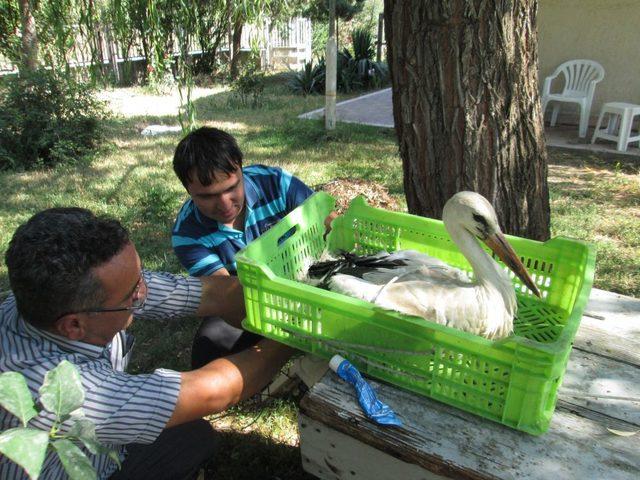 Ayağı Kırılan Yavru Leyleğe Operasyon