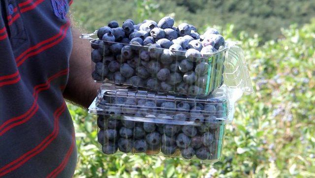 Giresun'daki Maviyemiş Üreticileri Halinden Memnun