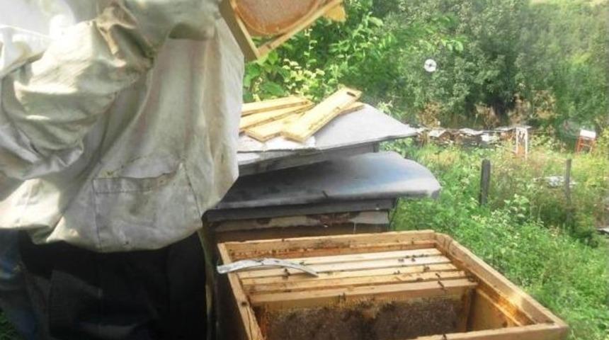 Azdavay&rsquo;da Bal Sağımı Başladı