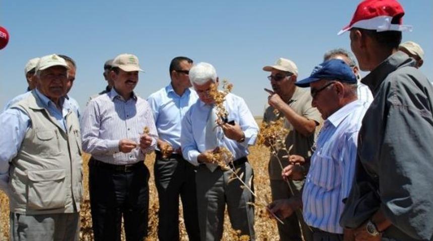 Ak&ccedil;aşehir Beldesinde Aspir Hasadı