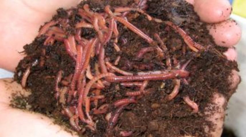 &Ccedil;evreci Solucanlar, T&uuml;rkiye&rsquo;ye 50 Milyon TL Kazandıracak