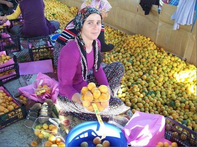 Mut’ta Bu Yıl 76 Bin Ton Kayısı Hasat Edildi, 40 Milyon Dolar Gelir Elde Edildi