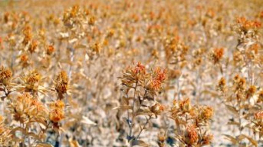 Ak&ccedil;aşehir&rsquo;de Aspir Tarla G&uuml;n&uuml; Yapıldı