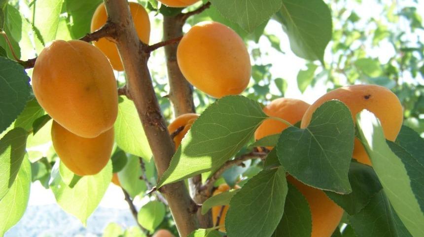 Mut'ta Kayısı Ihracatından 40 Milyon Dolar Gelir Elde Edildi