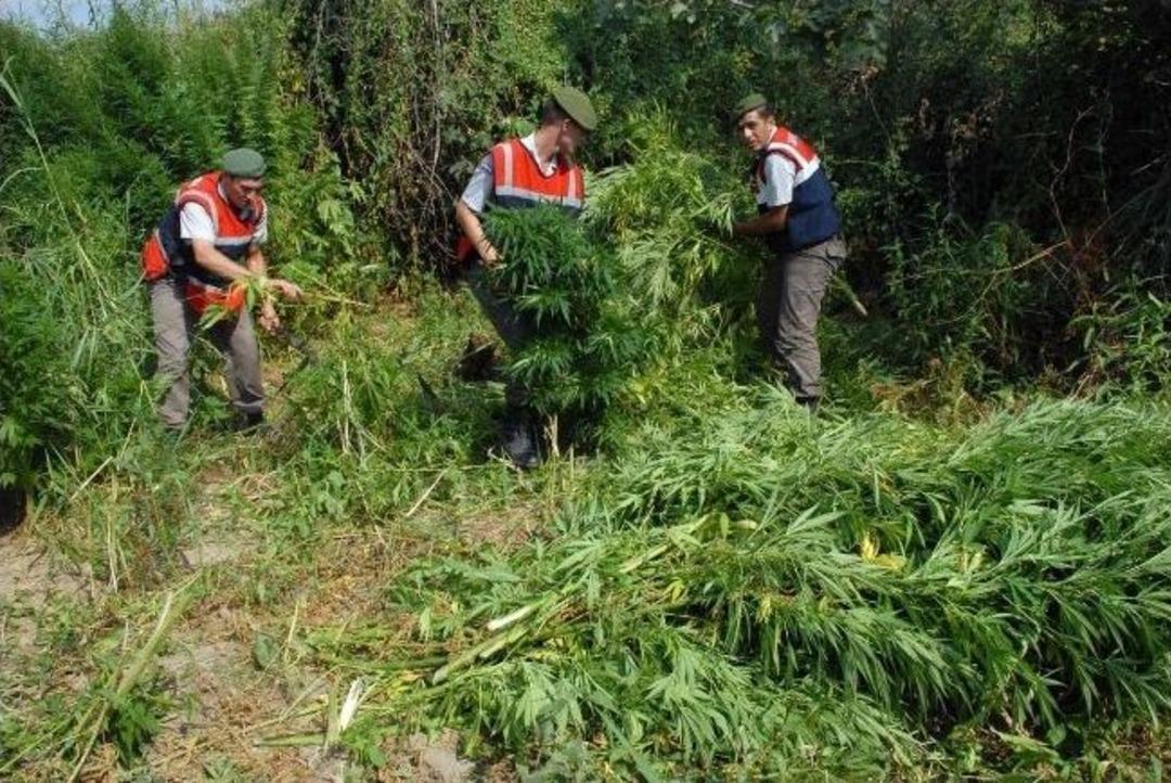 (&ouml;zel Haber) Olayların &Ccedil;ıktığı K&ouml;şk Kızılcak&ouml;y&rsquo;de Esrar Operasyonu