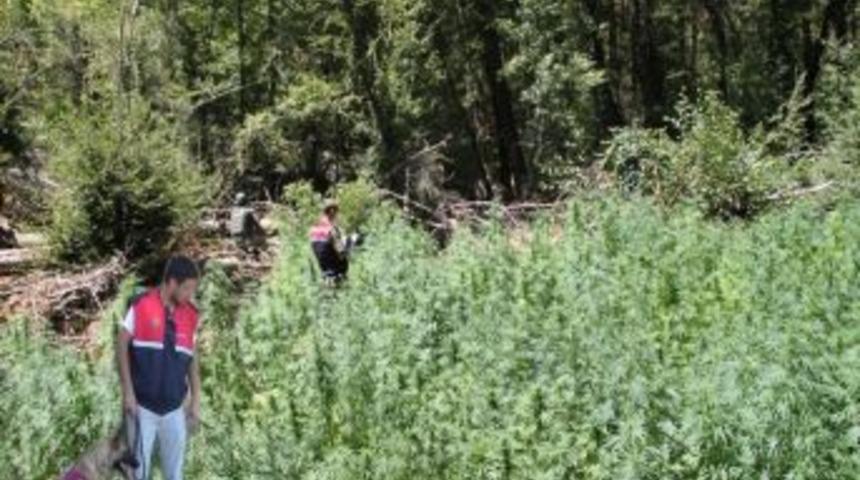 Amanosların Eteklerinde 125 Bin K&ouml;k Kenevir Ele Ge&ccedil;irildi