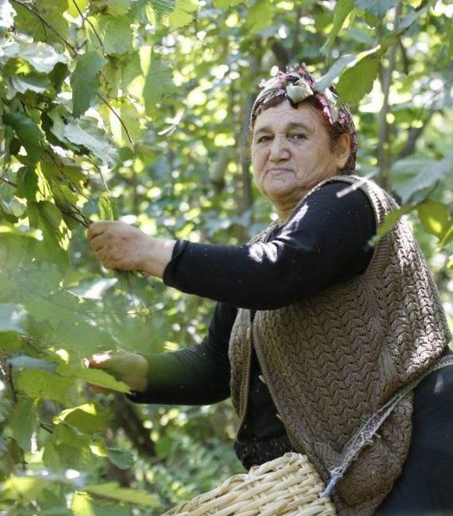 Fındık Üreticisinin Beklentisi 8 Tl 1