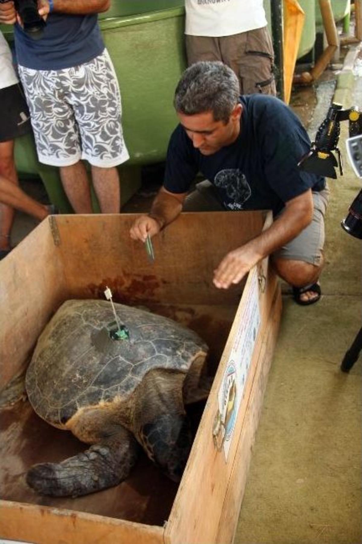 Yavru Ve Yetişkin Carettalar Denizle Buluştu