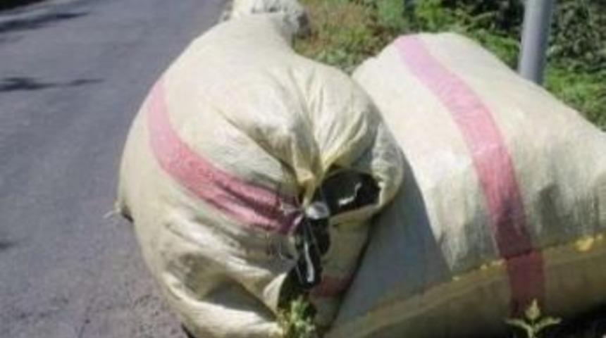 Giresun&rsquo;da Fındık Hırsızlığı