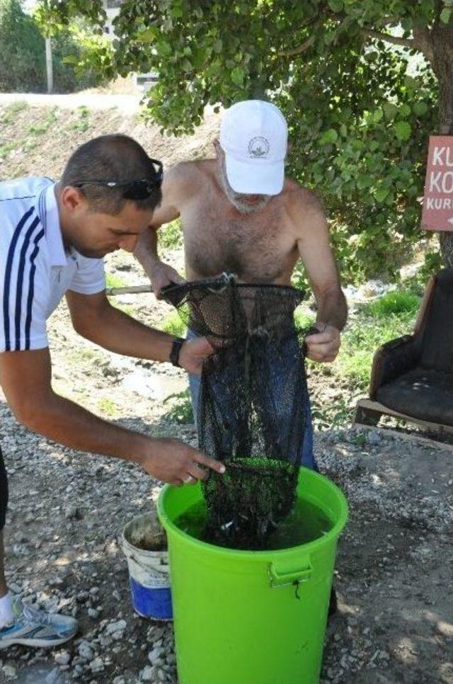 Çevrecinin 'balıklar Ölmesin' Mücadelesi