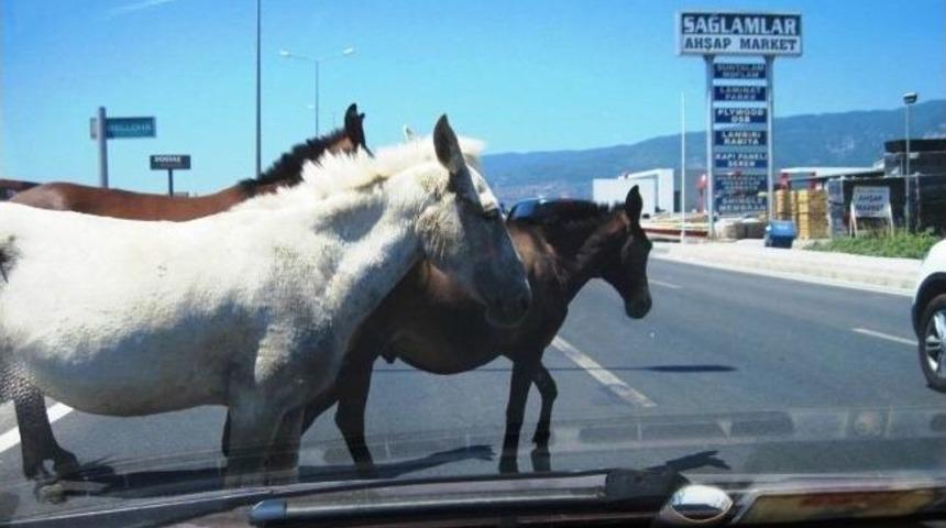 Edremit’te Başıboş Atlar Sürücülere Zor Anlar Yaşatıyor