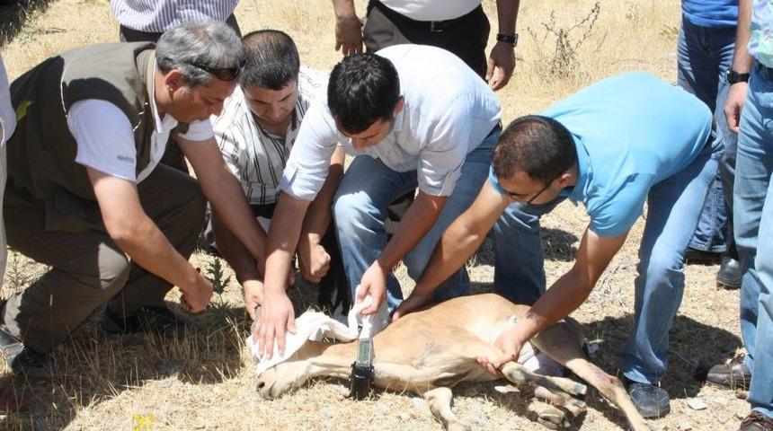 Yaban Ke&ccedil;isi Artık Elektronik Tasma Ile Dolaşacak