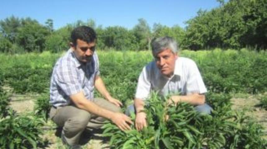 Malatya&rsquo;da Pepinodan İyi Verim Alındı