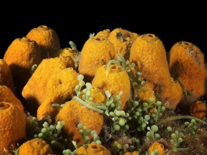 Ödüllü Fotoğrafçı Bülent Şelli, Çandarlı Körfezi’nin Derinliklerini Görüntüledi G1