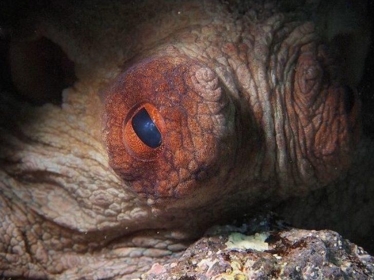 Ödüllü Fotoğrafçı Bülent Şelli, Çandarlı Körfezi’nin Derinliklerini Görüntüledi G2
