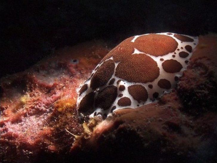 Ödüllü Fotoğrafçı Bülent Şelli, Çandarlı Körfezi’nin Derinliklerini Görüntüledi G3