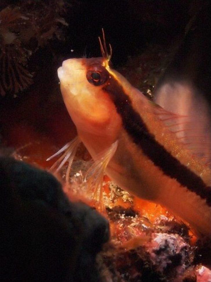 Ödüllü Fotoğrafçı Bülent Şelli, Çandarlı Körfezi’nin Derinliklerini Görüntüledi G4