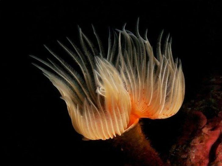 Ödüllü Fotoğrafçı Bülent Şelli, Çandarlı Körfezi’nin Derinliklerini Görüntüledi G5