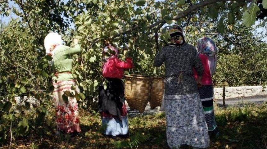 Trabzon&rsquo;da Sahil Kesiminde Fındık Hasadı Başladı