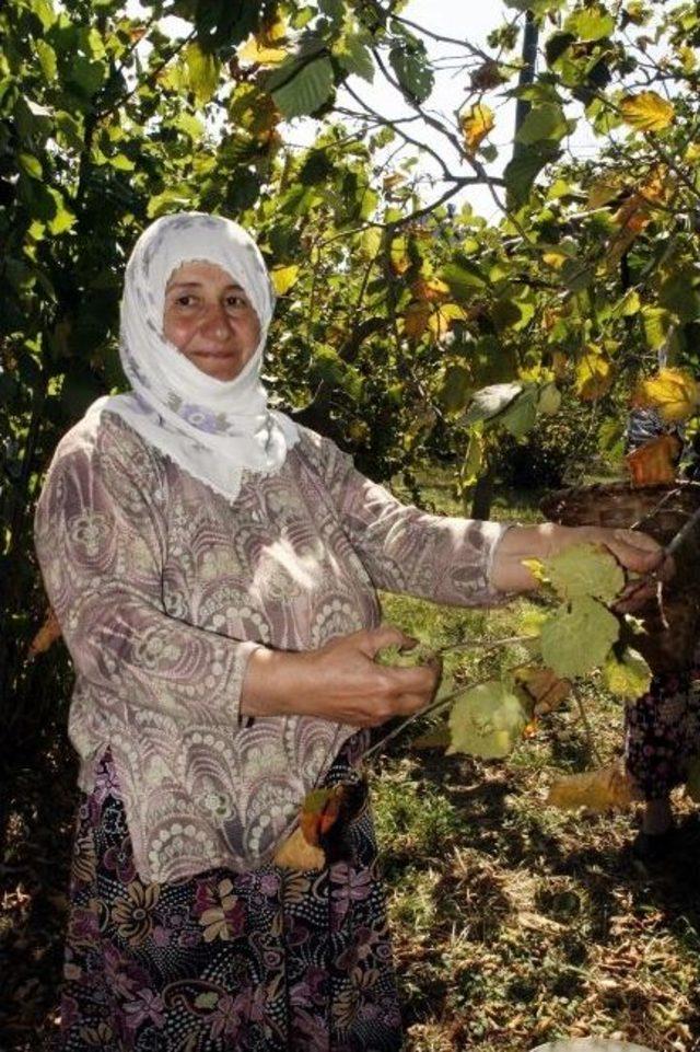 Trabzon’da Sahil Kesiminde Fındık Hasadı Başladı