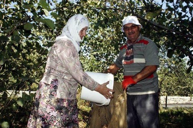 Trabzon’da Sahil Kesiminde Fındık Hasadı Başladı