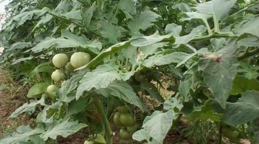 Afyonkarahisar&rsquo;da &Ouml;rt&uuml; Altı Sebze Yetiştiriciliği