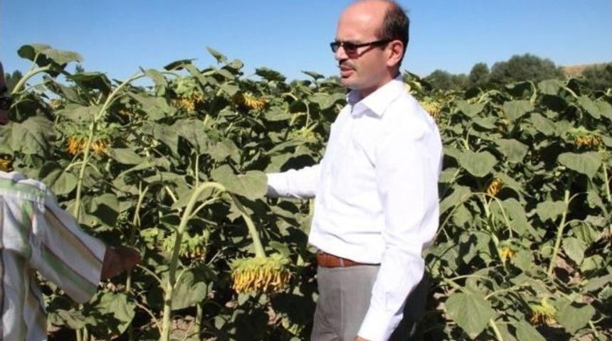 Ay&ccedil;i&ccedil;eği Tarımı Umut Verdi