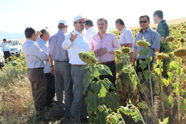 Ayçiçeği Tarımı Umut Verdi 1