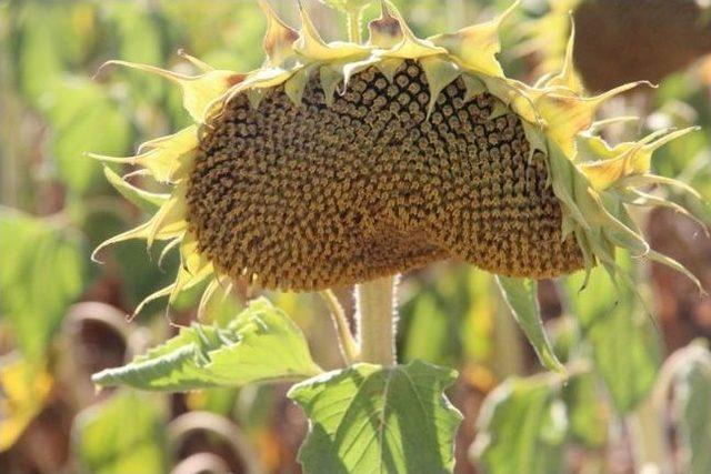 Ayçiçeği Tarımı Umut Verdi 2