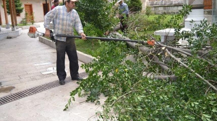 50 Yıllık Defne Devrildi