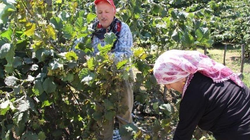 Giresun&rsquo;da Fındık Hasadı Başladı
