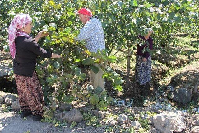 Giresun&rsquo;da Fındık Hasadı Başladı 1