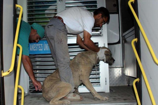 Şarkışla’da Sokak Köpekleri Kısırlaştırılıyor