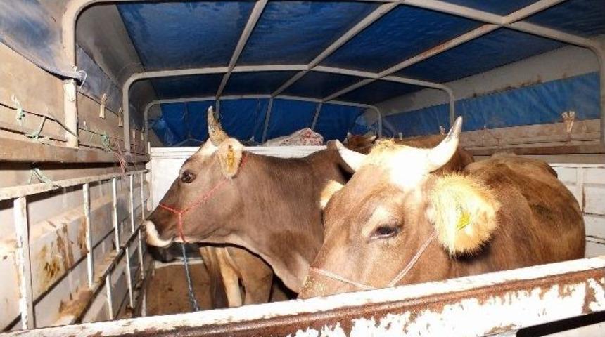 Hayvan Hırsızı Su&ccedil;&uuml;st&uuml; Yakalandı