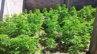 Jandarma, Ahırda 192 Kök Kenevir Ele Geçirdi