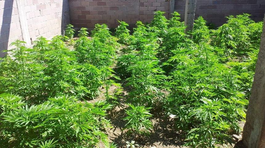 Jandarma, Ahırda 192 Kök Kenevir Ele Geçirdi