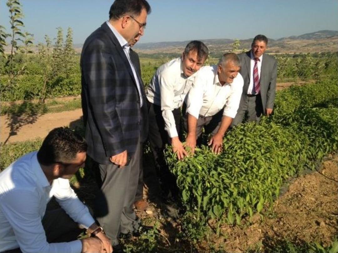 Yozgat Deveci Havzasından Yılda 20 Bin Ton Sebze &Uuml;retiliyor