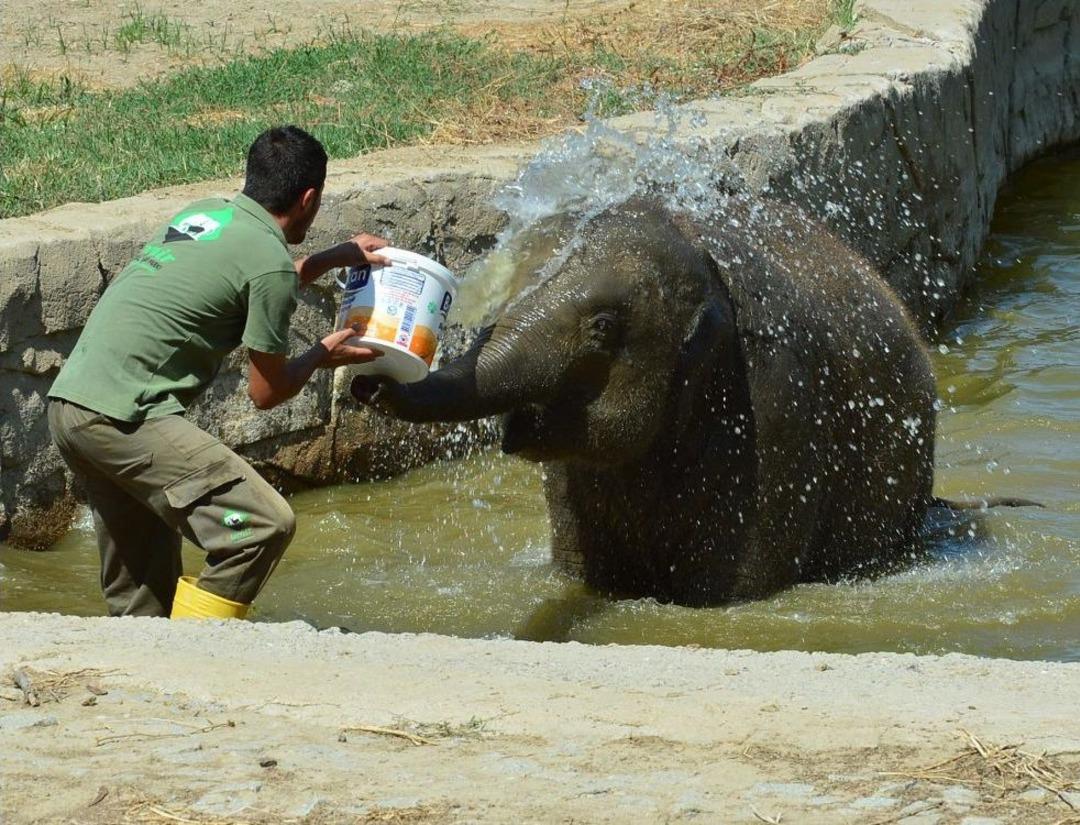 Havuz Korkusunu Yenen Yavru Fil İzmir Y&uuml;zd&uuml; Ve G&uuml;neşlendi
