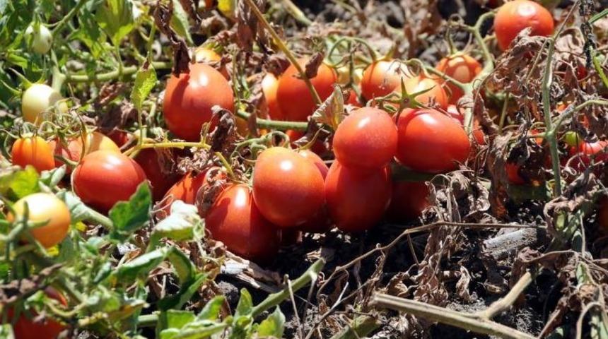 Ceyhan&rsquo;da Makine Ile Domates Hasadı Yapılıyor