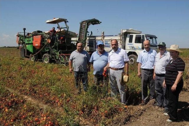 Ceyhan’da Makine Ile Domates Hasadı Yapılıyor