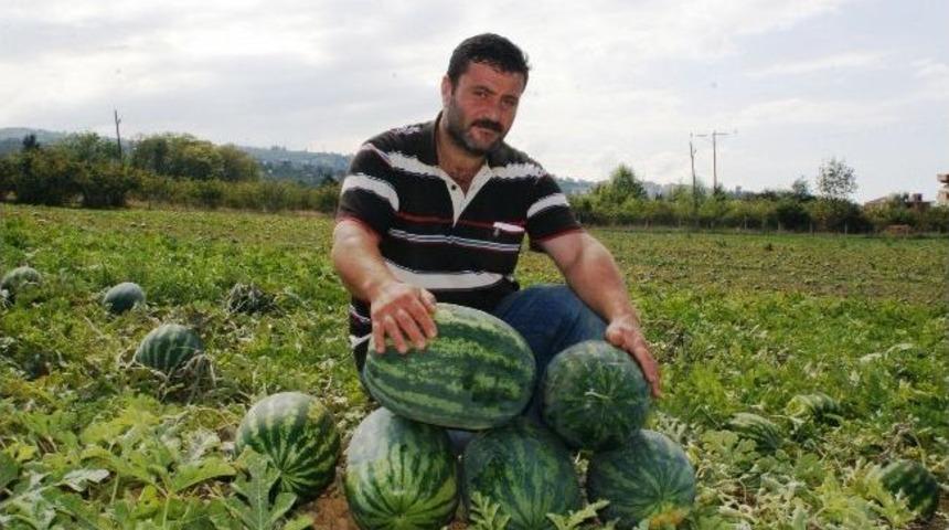 Trabzon&rsquo;da Karpuz &Uuml;retiminin İkinci Hasadı Başladı